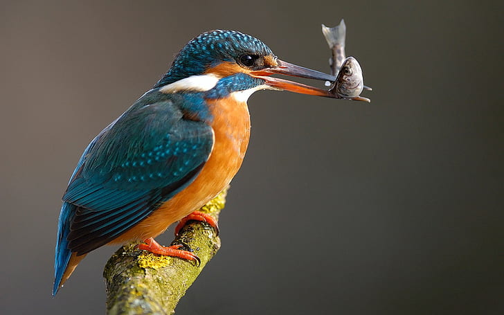 HD wallpaper: Kingfisher catching a fish, blue orange white bird