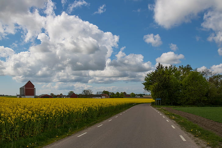 empty street near fklower field under white clouds and blue sky