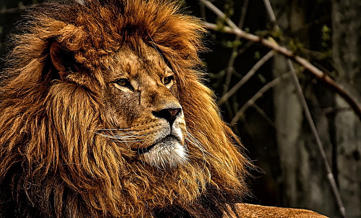 zoo, lion, big, mane, male, cat, predator, dangerous, HD wallpaper