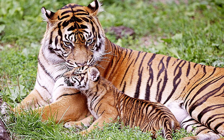 Tiger & Baby Tiger, two tigers, HD wallpaper