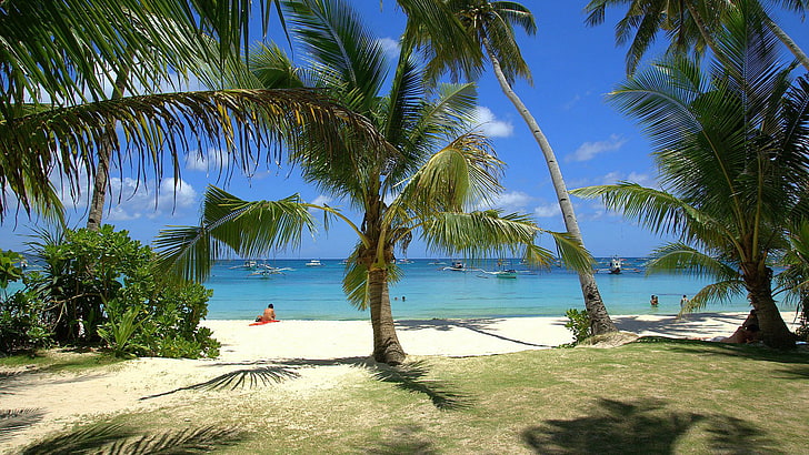 nature, coconut, palm, beach, tropical, tree, sea, ocean, island, HD wallpaper