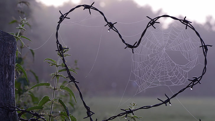 branch, wire fencing, tree, spider web, water, heart, barbed wire