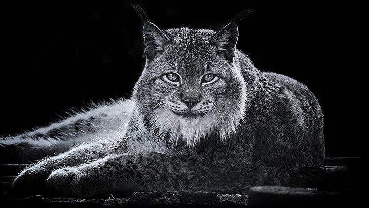 Cats, Lynx, one animal, mammal, black background, looking at camera, HD wallpaper