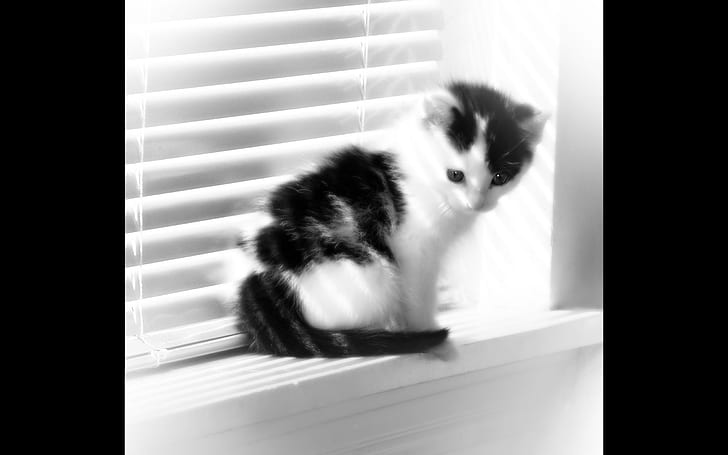 Fuzzy Window Kitten, black-and-white short fur kitten, black and white