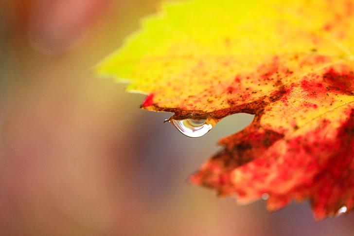 plants, macro, water drops, leaves, close-up, no people, autumn, HD wallpaper