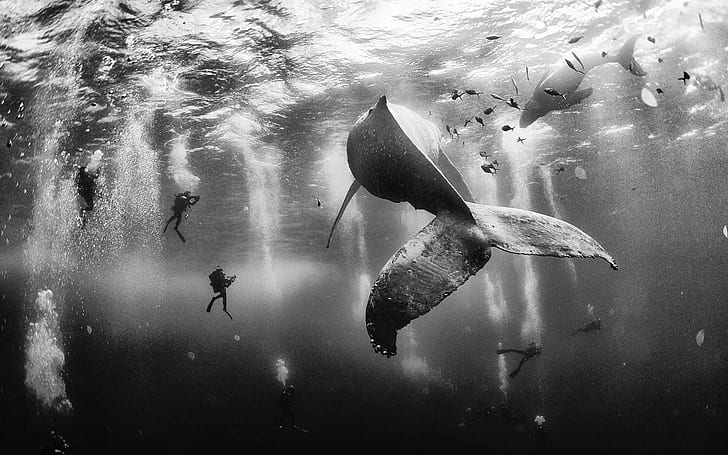 Nature, Landscape, Whale, Scuba Diving, Sea, Monochrome, Underwater, HD wallpaper