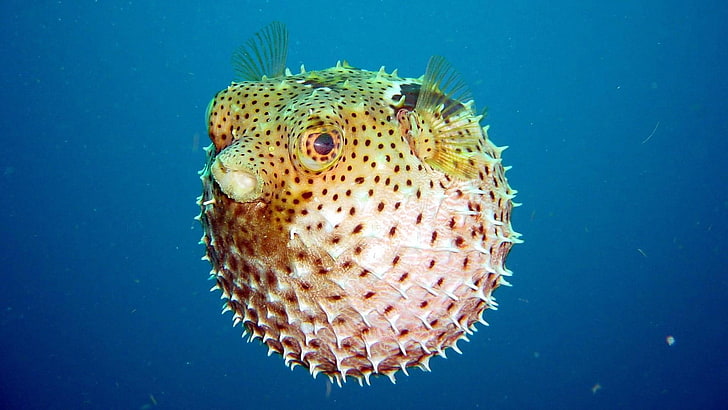 marine biology, fish, underwater, underwater photography, pufferfish