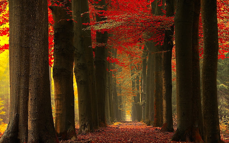 nature, landscape, fall, forest, leaves, red, mist, trees, path, HD wallpaper