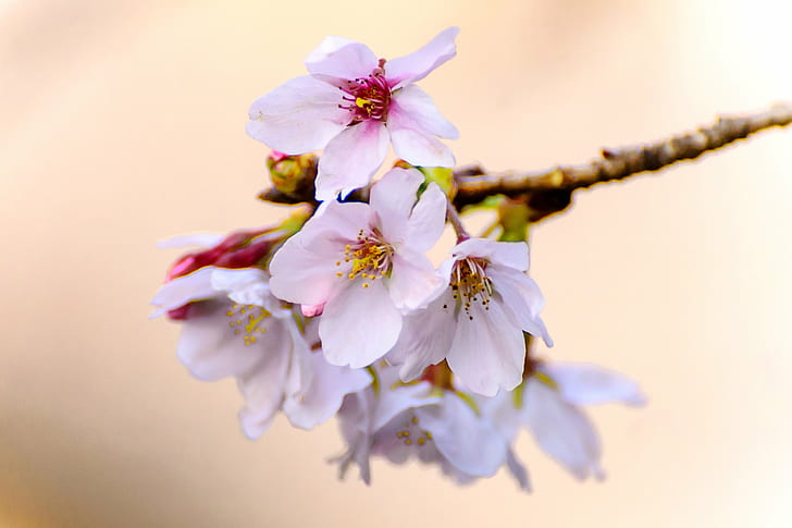Cherry Blossom in macro photography, Cherry Blossoms, Somei-Yoshino, HD wallpaper
