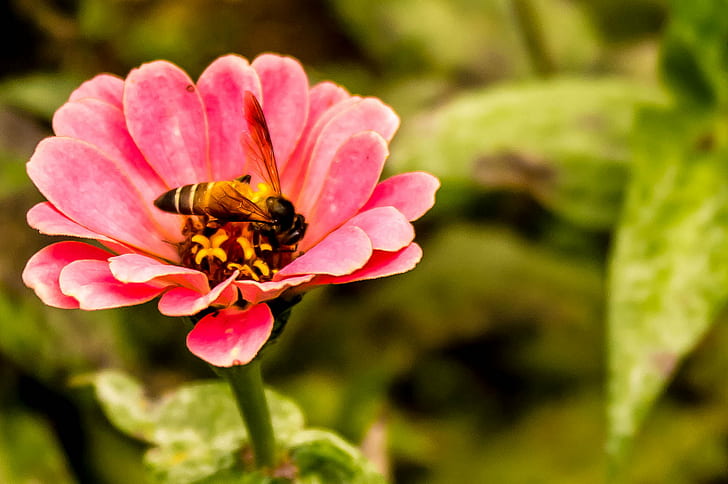 pink petaled flower, honey bee, honey bee, bee  Honey, SIMS Park, HD wallpaper