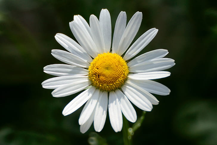 selective photography of white Daisy flower, marguerite, marguerite, HD wallpaper
