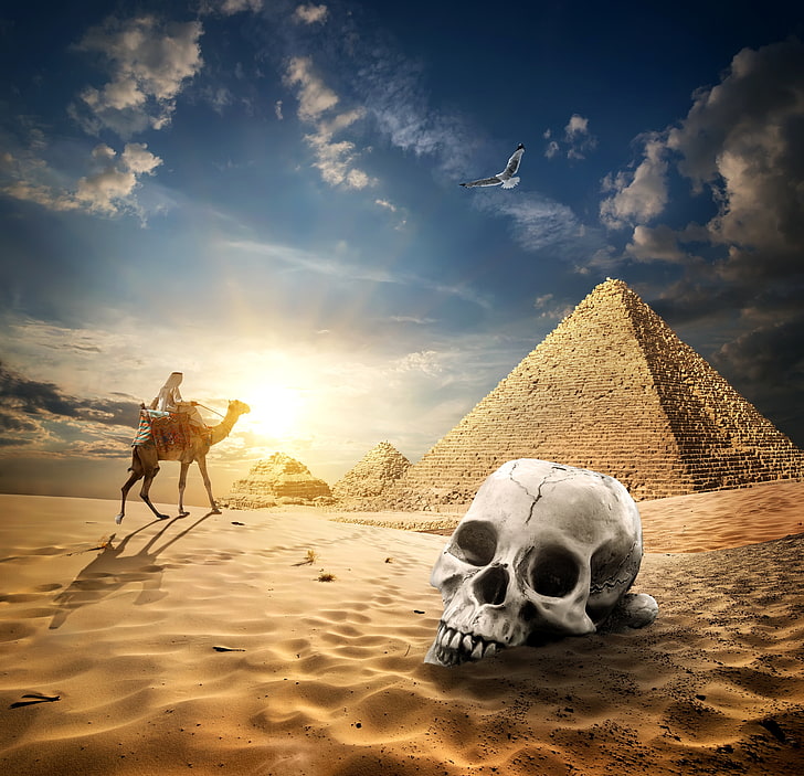 sand, the sky, the sun, clouds, bird, desert, skull, camel, HD wallpaper
