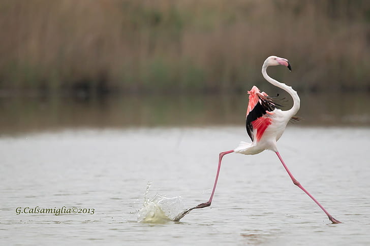 selective focus photography of Flamingo running on water, Passo