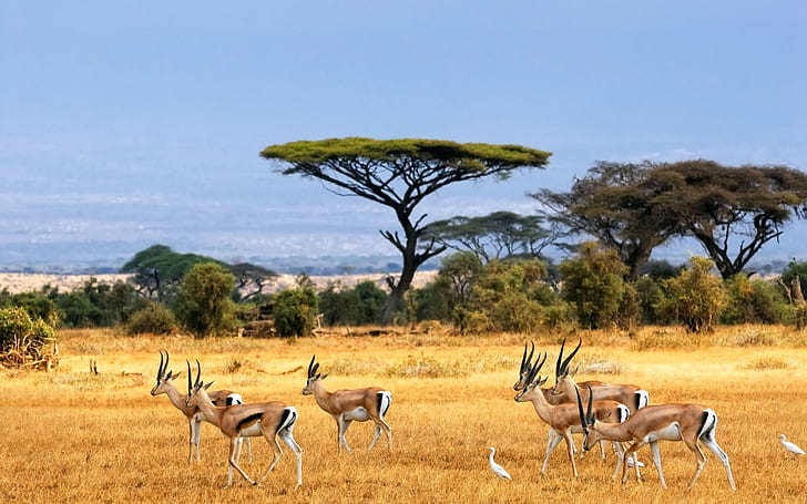 Antelopes, savanna, african landscape, safari, HD wallpaper