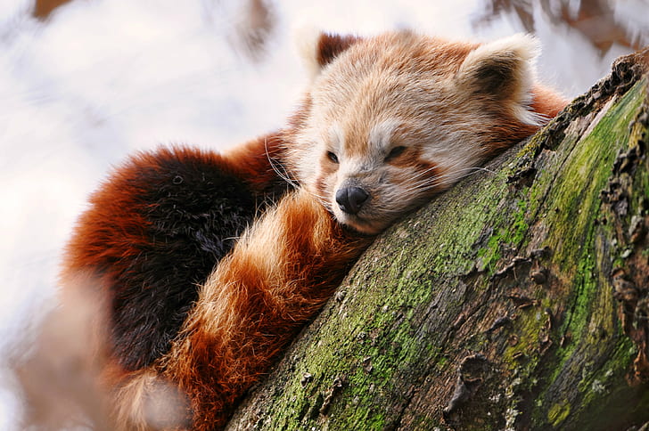 red panda on green and brown tree, Sleeping beauty, red  panda, HD wallpaper