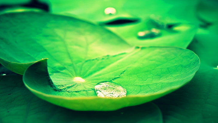 green and white fish in fish tank, lotus flowers, water drops, HD wallpaper