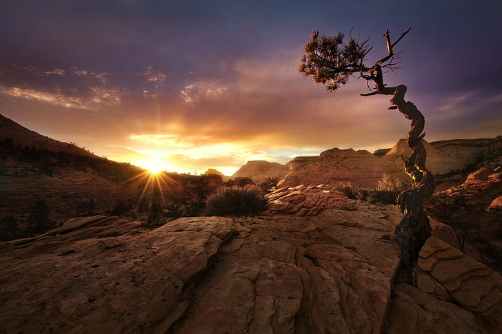 nature, landscape, fall, sunset, desert, trees, Zion National Park