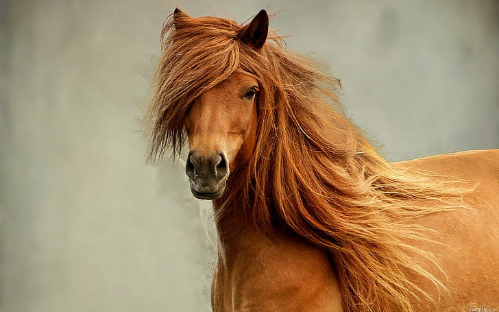 HD wallpaper: animal, beautiful, beauty, horse, nature | Wallpaper Flare
