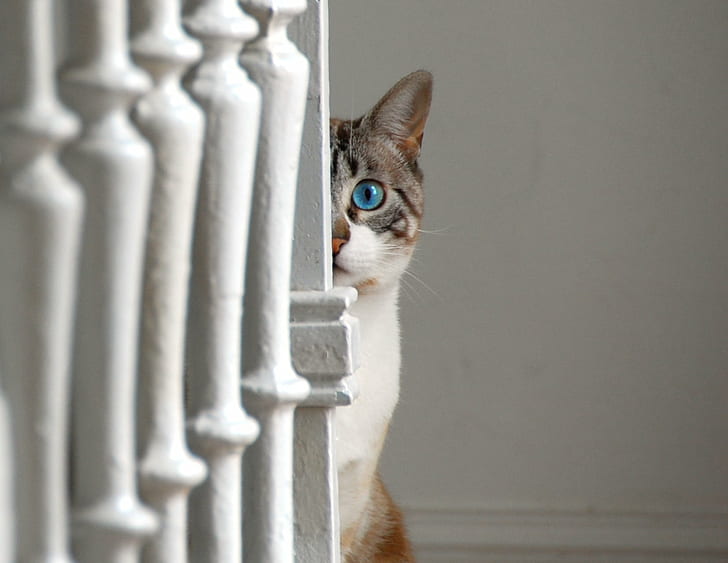 photo of white and grey short-fur cat sitting behind white panel peeping, HD wallpaper