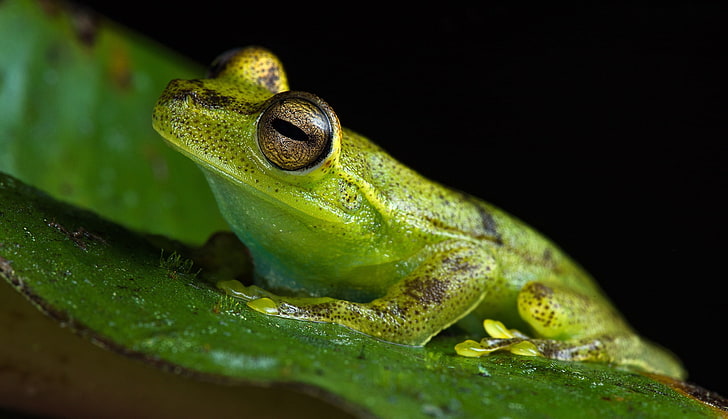 amphibian, close-up, frog, green, wildlife, HD wallpaper