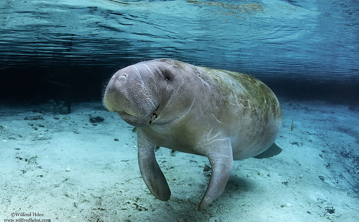 Manatee Swimming, grey dugong, Animals, Sea, Underwater, Photography, HD wallpaper