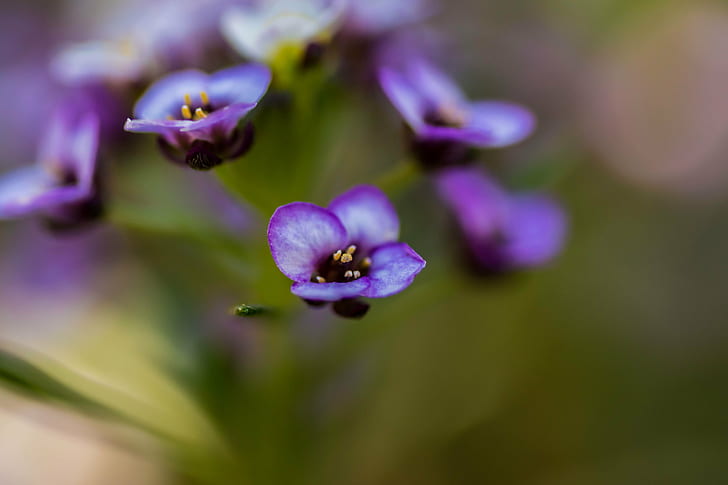 selective focus photography of purple petaled flowers, Purples, HD wallpaper