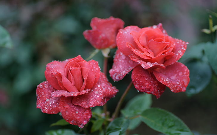 Pink flowers, roses, water drops