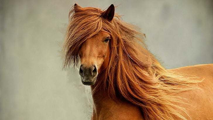 horse, mane, beautiful, red horse, HD wallpaper