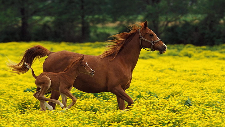horse, horses, field, flower field, colt, baby, cute