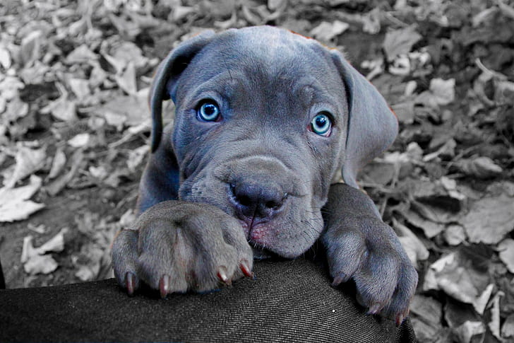 Cane Corso puppy, gray short coated puppy, Dog, animals, Amazing Animals