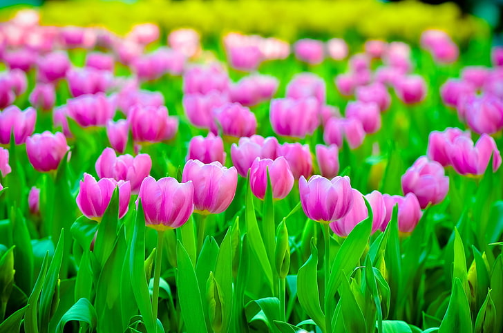 colorful, tulips, flowers, plants, flowering plant, freshness, HD wallpaper