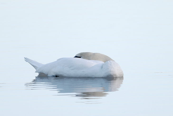 photography of white duck on body of water, swan, swan, Birds, HD wallpaper