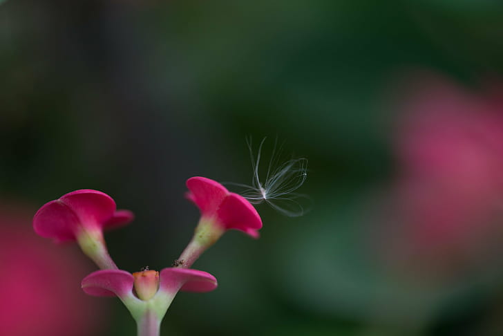 pink flowers in tilt shift lens photography, Untitled, Explored, HD wallpaper