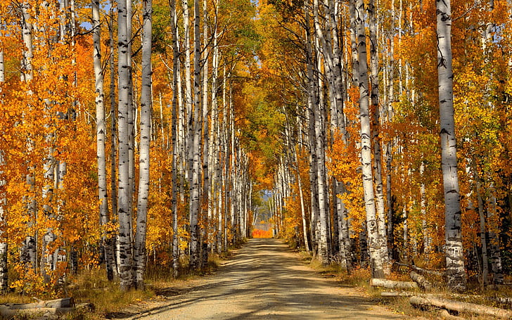 Forest, trees, birch leaves, autumn, road, HD wallpaper