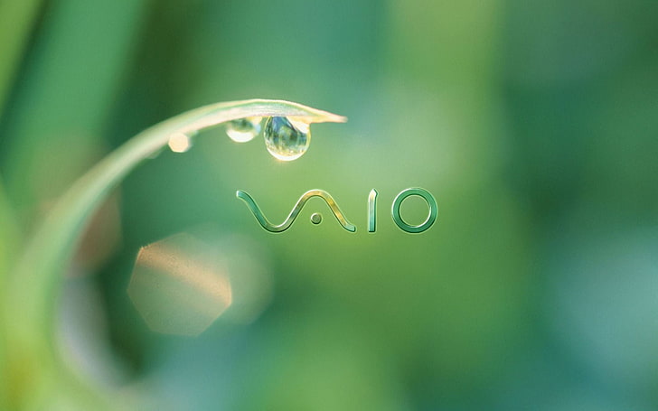 Sony VAIO logo, firm, drops, dew, nature, green Color, leaf, close-up, HD wallpaper