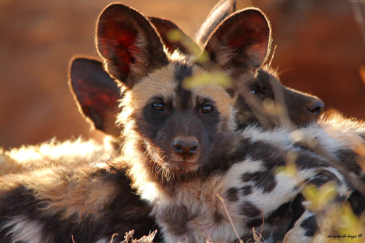 african wild dog desktop background