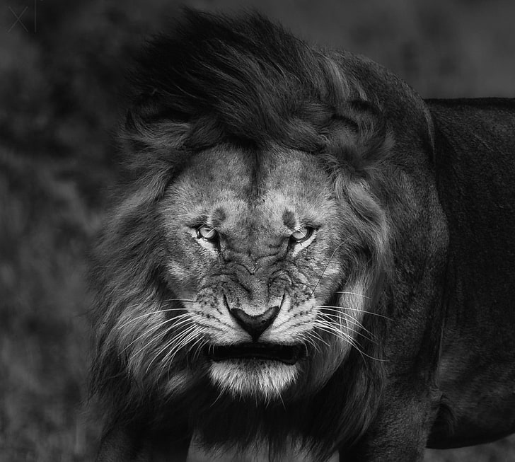 Angry, animals, big cats, fury, king, lion, monochrome, nature, HD wallpaper