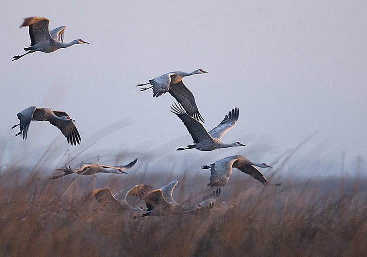 flock of gray birds flying during sunset, Sunrise, flight, Sandhill  Cranes