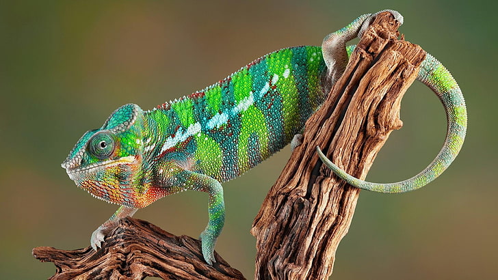 reptile, chameleon, branch, scaled reptile, lizard, panther chameleon, HD wallpaper