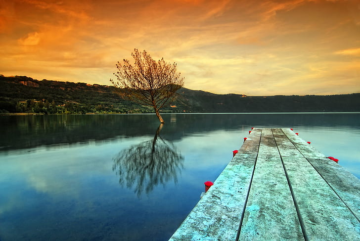 bare tree on body of water photography, reflection, Castel Gandolfo, HD wallpaper