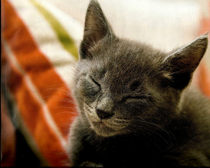 Can't You See That I Am Sleeping?, feline, napping, black, animals