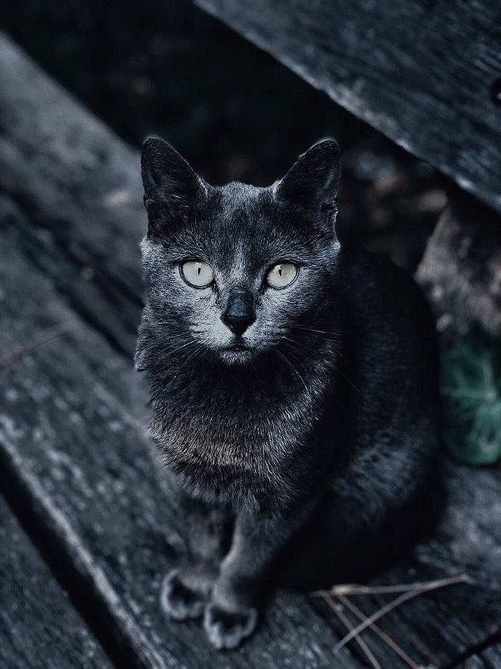 short-haired black cat, muzzle, look, gray, blur, domestic cat