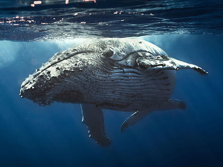 Ocean Whale live wallpaper for Android Ocean Whale free download for  tablet and phone