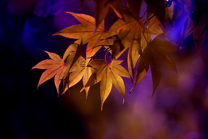 orange maple leaves, depth of field, nature, leaf, plant part, HD wallpaper
