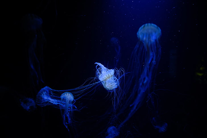 blue jellyfish, tentacles, plexus, underwater world, animal, sea, HD wallpaper