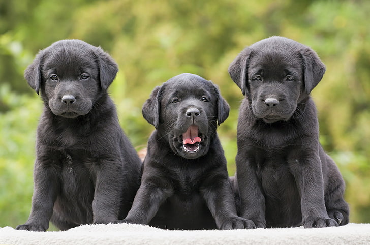 three black Labrador Retriever puppies, labradors, retrievers