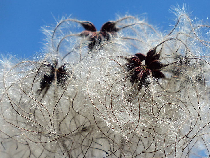 close up, dandelion, delicate, flora, flower, fluffy, grass