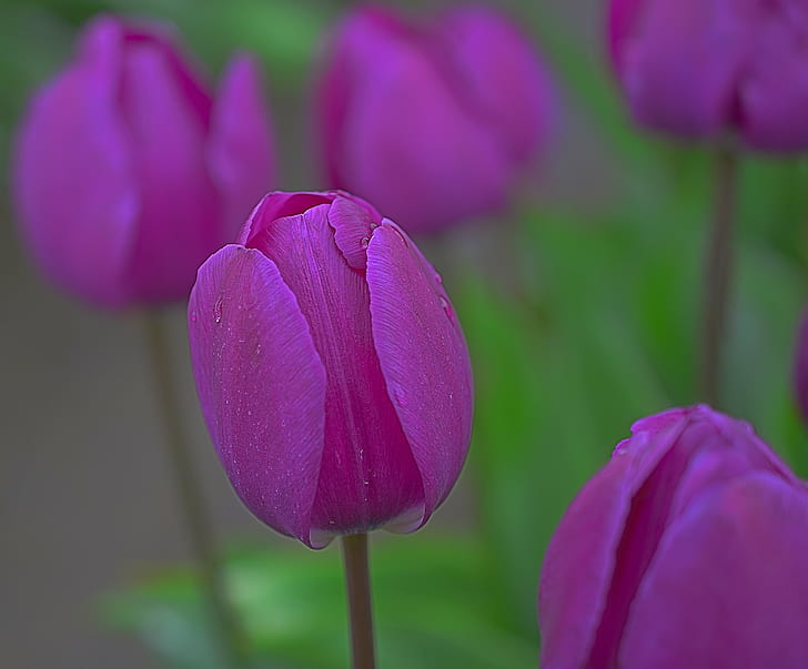 purple tulip in tilt-shift photography, Passion, Woodburn  Oregon, HD wallpaper