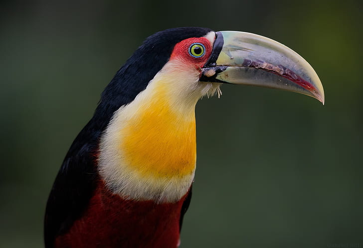 background, bird, beak, Toucan, The red-breasted Toucan, HD wallpaper