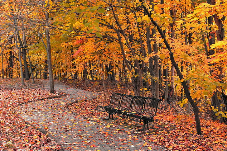 Bench Park Autumn, black steel four seater bench, the city, HD wallpaper